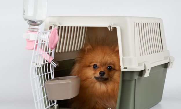 Pomeranian dog outlet carrier