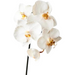 Orchid Phalaenopsis Infused Mini Dove 51cml