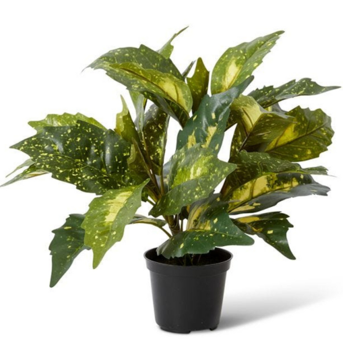 Acuba Bush Potted Yellow/Green 38x38x35cm