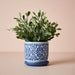 Boxwood Berry Bush in Pot Grey Green 24cmh