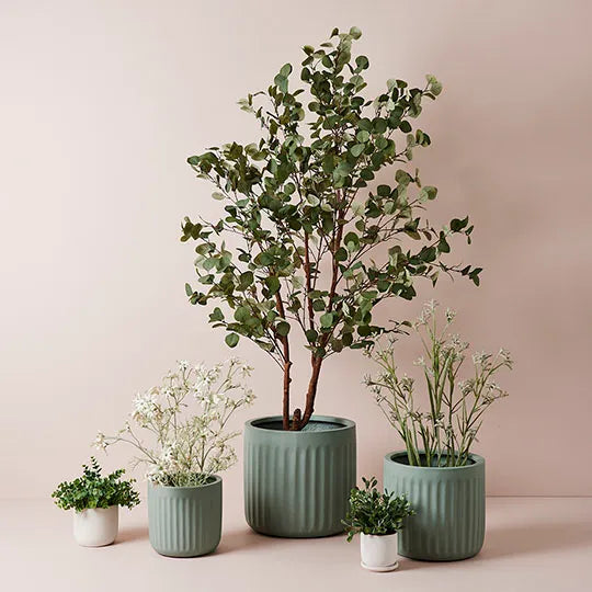 Boxwood Berry Bush in Pot Grey Green 24cmh