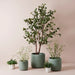 Boxwood Berry Bush in Pot Grey Green 24cmh