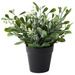 Boxwood Berry Bush in Pot Grey Green 24cmh