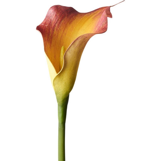 Calla Lily Flame 61cml