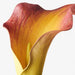 Calla Lily Flame 61cml