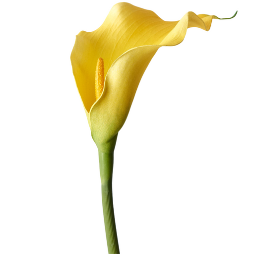 Calla Lily Yellow 61cml