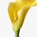 Calla Lily Yellow 61cml