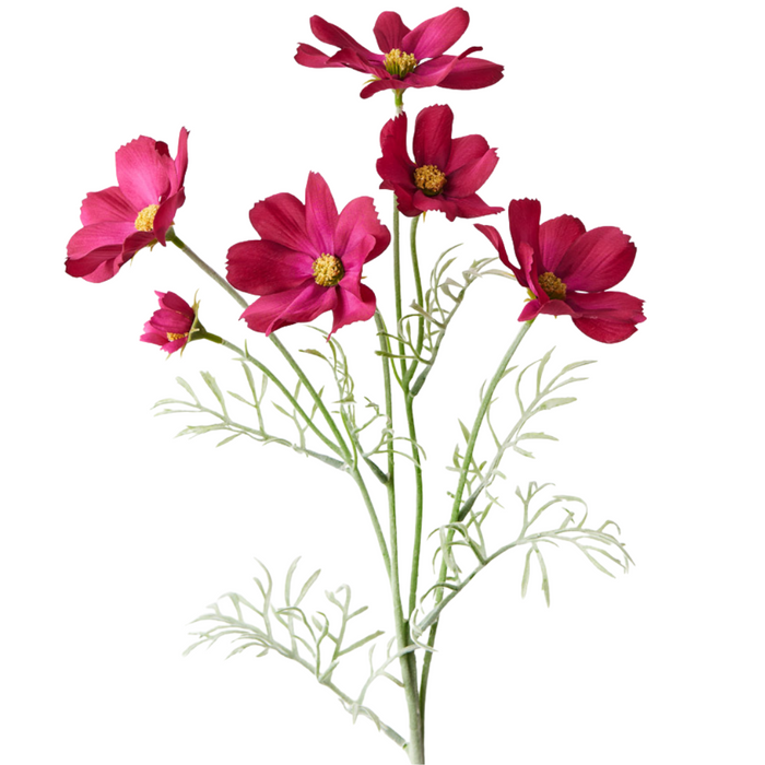 Cosmos Spray Burgundy 62cml