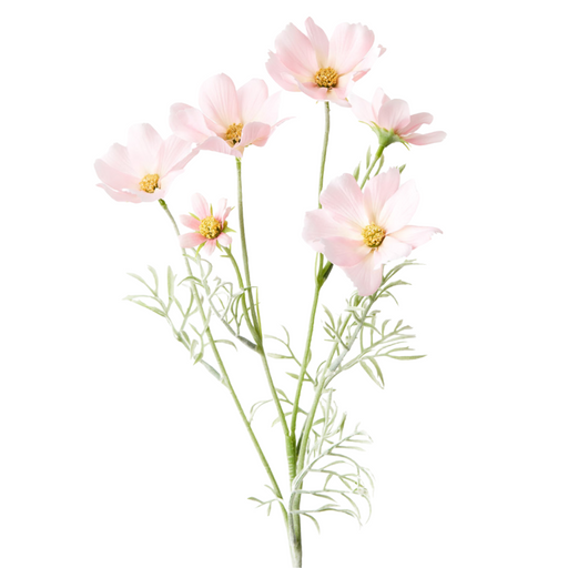 Cosmos Spray Light Pink 62cml