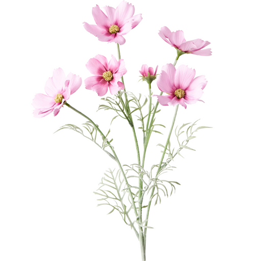 Cosmos Spray Pink Mauve 62cml