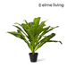 Ronis Dracaena Plant Potted Variegated 65x65x60cm