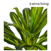 Ronis Dracaena Plant Potted Variegated 65x65x60cm