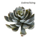 Ronis Echeveria Elegant Stem Green 12x12x18cm