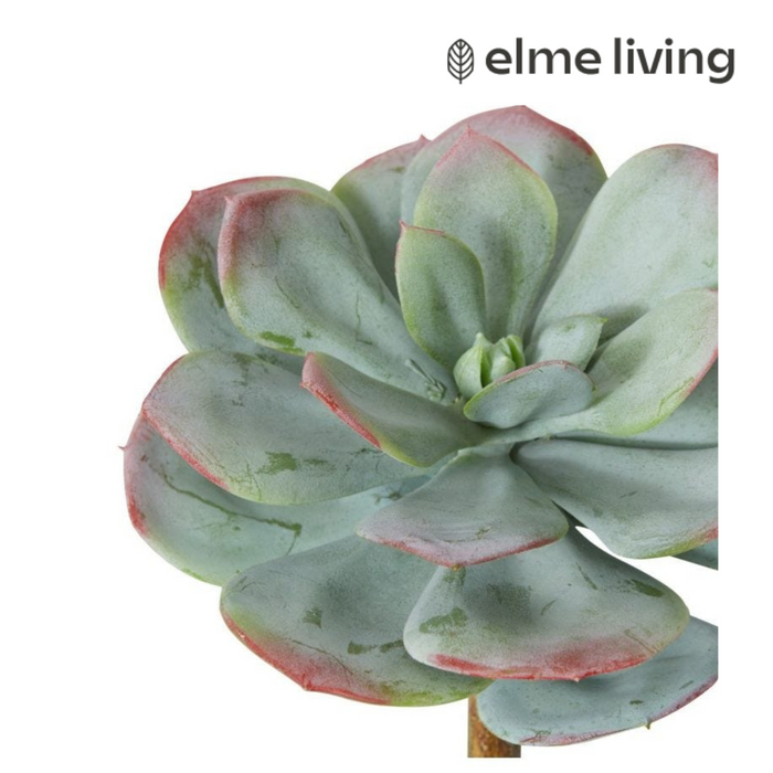 Ronis Echeveria Prince Stem Green/Red 16x16x23cm