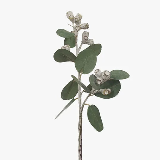 Eucalyptus Tetragona White Green 41cml