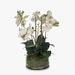 Orchid Phalaenopsis in Bowl Eggshell 49cmh