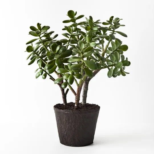 Jade Plant Green 40cmw x 55cmh