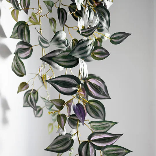 Wandering Jew Hanging Bush Dark Green 100cml