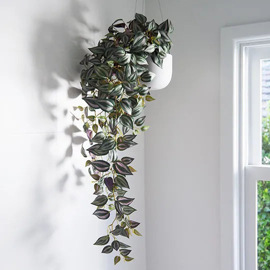 Wandering Jew Hanging Bush Dark Green 100cml