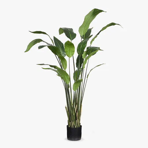 Bird of Paradise Leaf Plant Green 148cmh