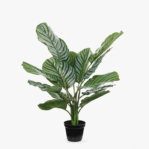 Calathea Plant Green 63cmh