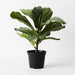 Fiddle Leaf Plant Green 30cmh