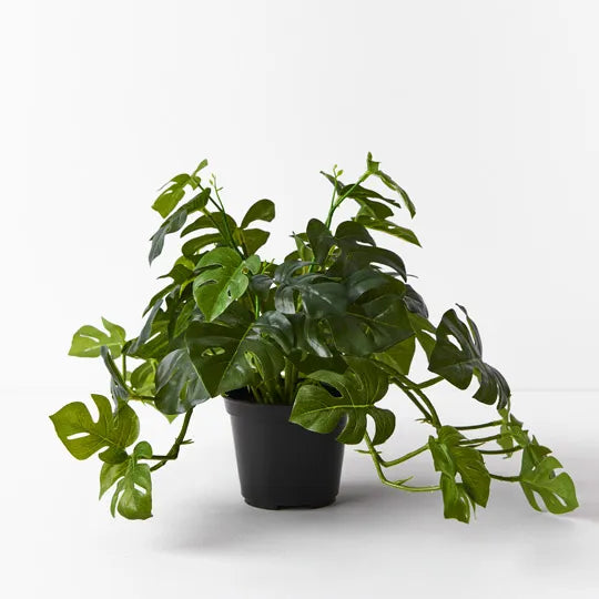 Monstera Hanging Bush in Pot Green 30cml