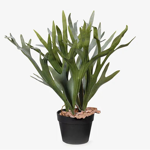 Fern Staghorn Plant Green Grey 61cmh