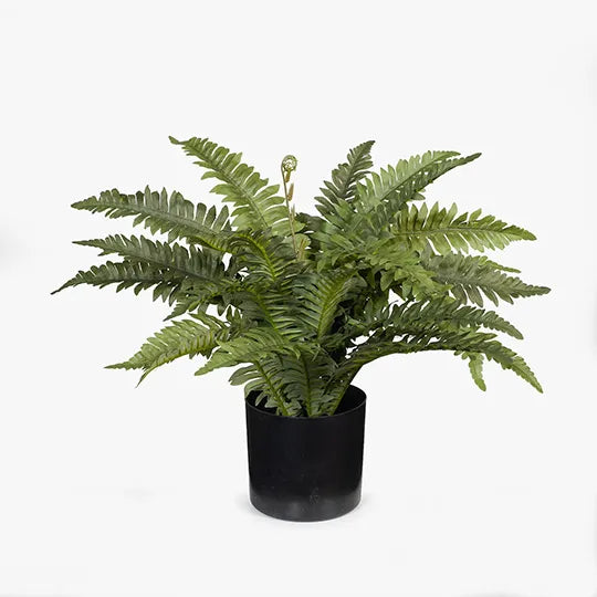 Fern Boston in Pot Green 40cmh