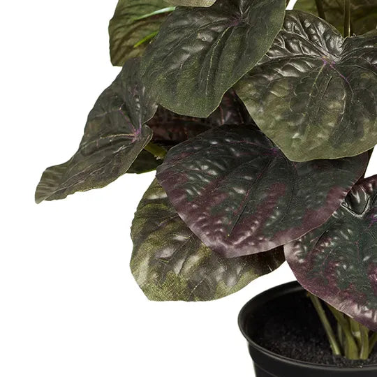 Peperomia Caperata in Pot Olive Green 26cmh