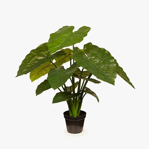 Taro Plant Green 56cmh
