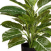 Evergreen in Pot Green 45cmh