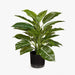 Evergreen in Pot Green 45cmh