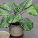 Calathea Plant Green Burgundy 50cmh