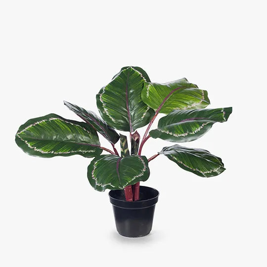 Calathea Plant Green Burgundy 50cmh