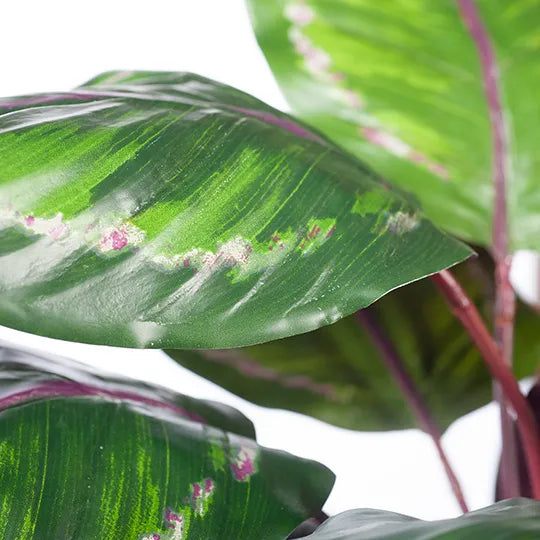 Calathea Plant Green Burgundy 86cmh