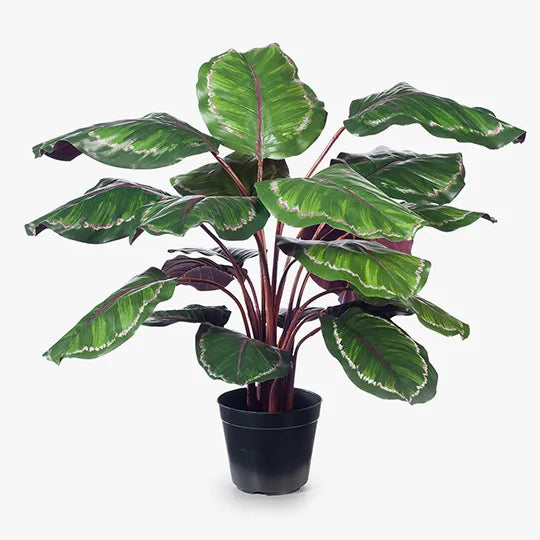 Calathea Plant Green Burgundy 86cmh