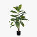 Evergreen Plant Green 110cmh