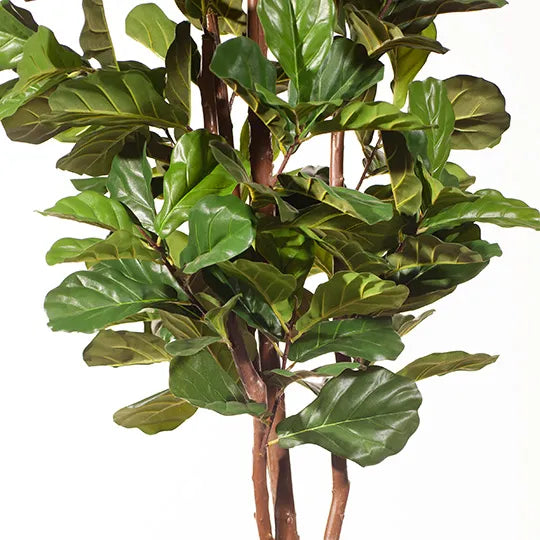 Fiddle Leaf Tree Green 183cmh