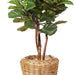 Fiddle Leaf Tree Green 183cmh