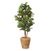 Fiddle Leaf Tree Green 183cmh