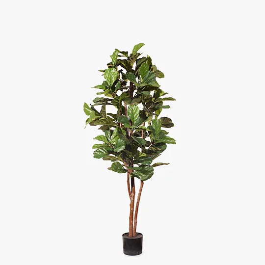 Fiddle Leaf Tree Green 183cmh