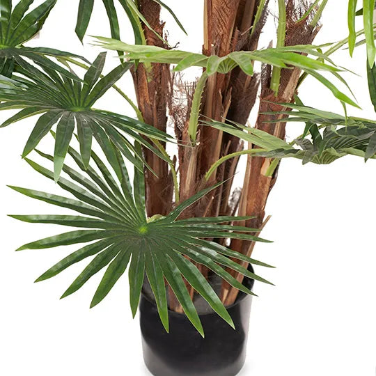 Palm Fan Plant Green 168cmh