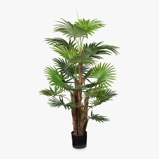 Palm Fan Plant Green 168cmh