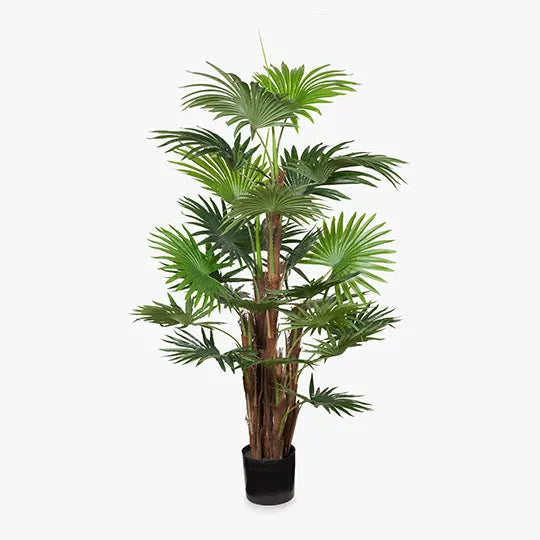 Palm Fan Plant Green 168cmh