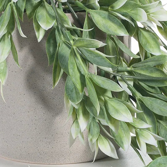 Ruscus Hanging Bush in Pot Green White 73cml