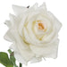 Rose Hannah Ivory 75cml