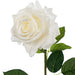 Rose Hannah White 75cml