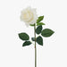 Rose Hannah White 75cml