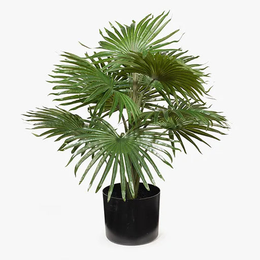 Palm Fan Plant Green 56cmh